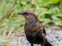 Q0I7522c  Rusty Blackbird (Euphagus carolinus) - fall/winter male